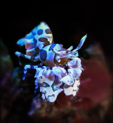 The Harlequin Shrimp sits on a stone. by Sergey Lisitsyn 